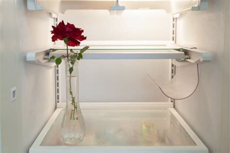 Does Keeping Flowers in the Refrigerator?