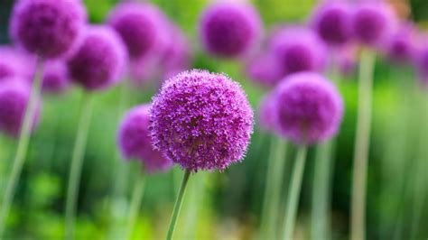 How Many Allium Flowers Per Bulb