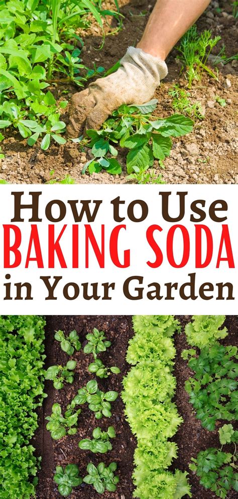 Is Baking Soda Good for Flowers?