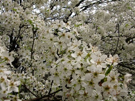 What Kind of Tree Has White Flowers?