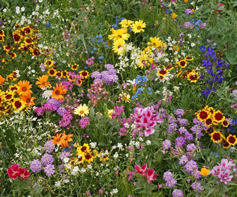 Where to Buy Wild Flowers